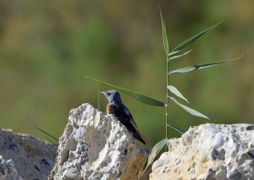 Common Rock Thrush male adult breeding, identification