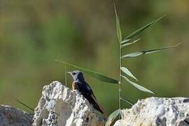 Common Rock Thrush