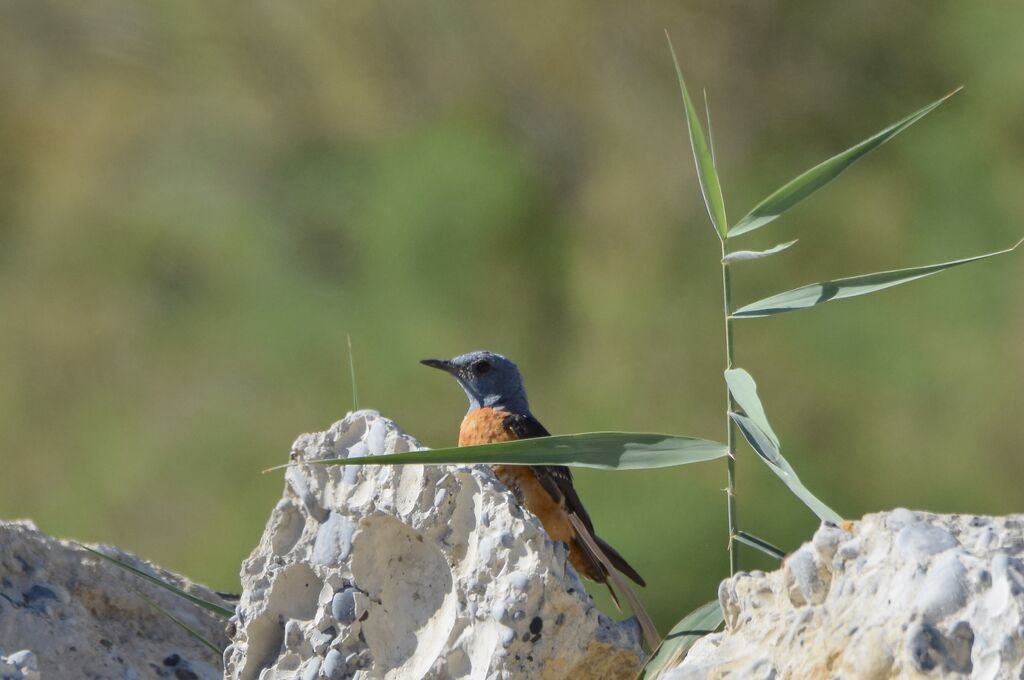 Common Rock Thrush male adult breeding, identification