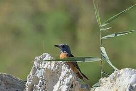 Common Rock Thrush