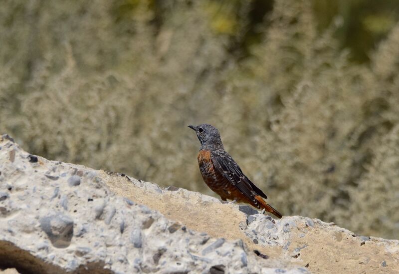 Common Rock Thrush male adult post breeding, identification, moulting