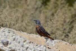 Common Rock Thrush