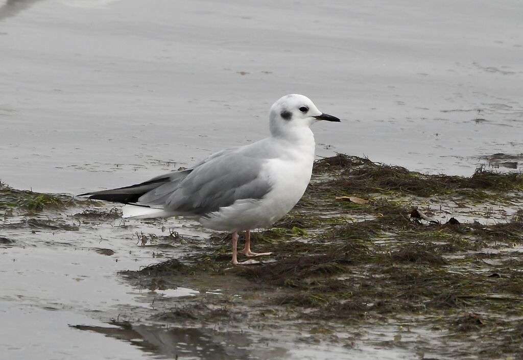 Bonaparte's Gulladult post breeding, identification, moulting, walking, eats