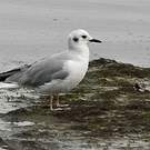 Mouette de Bonaparte