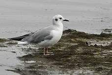 Mouette de Bonaparte