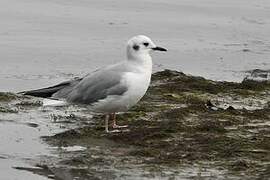 Bonaparte's Gull