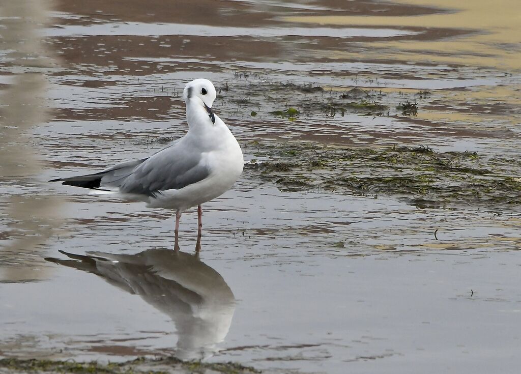 Bonaparte's Gulladult post breeding, identification, moulting, walking