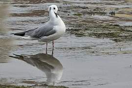 Mouette de Bonaparte