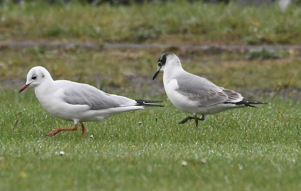 Mouette de Franklin1ère année, identification, marche