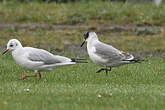 Mouette de Franklin