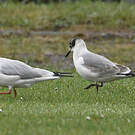 Mouette de Franklin