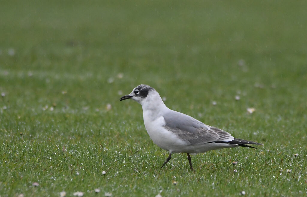 Franklin's GullFirst year, identification, moulting, walking