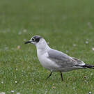 Mouette de Franklin
