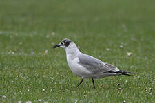 Mouette de Franklin