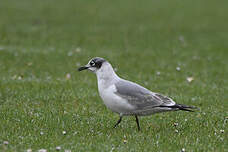 Mouette de Franklin