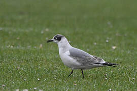 Franklin's Gull