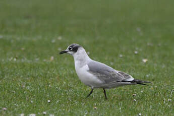 Mouette de Franklin