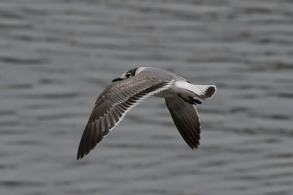 Franklin's GullSecond year, moulting, Flight