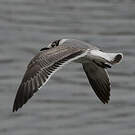 Mouette de Franklin