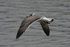 Mouette de Franklin