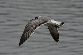 Franklin's Gull