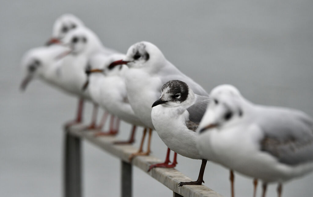 Mouette de Franklin2ème année, identification, mue