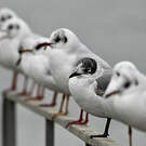 Mouette de Franklin