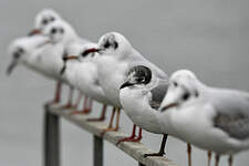 Mouette de Franklin