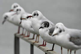 Franklin's Gull