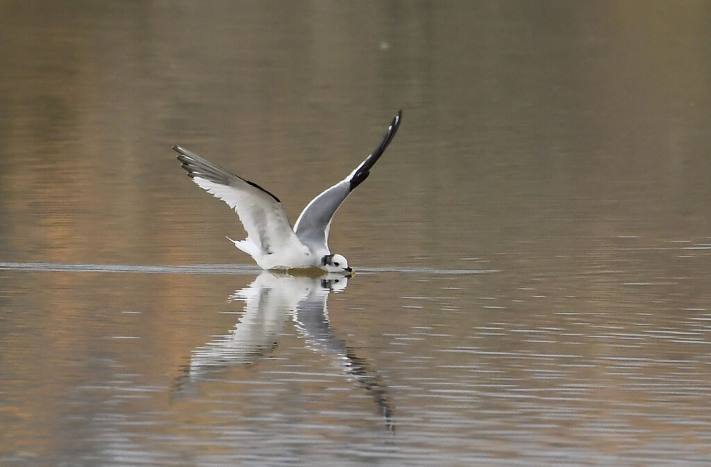 Mouette de Sabineadulte, identification, nage, mange