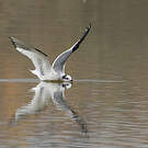 Mouette de Sabine