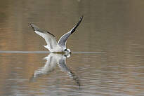 Mouette de Sabine