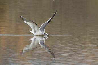 Mouette de Sabine