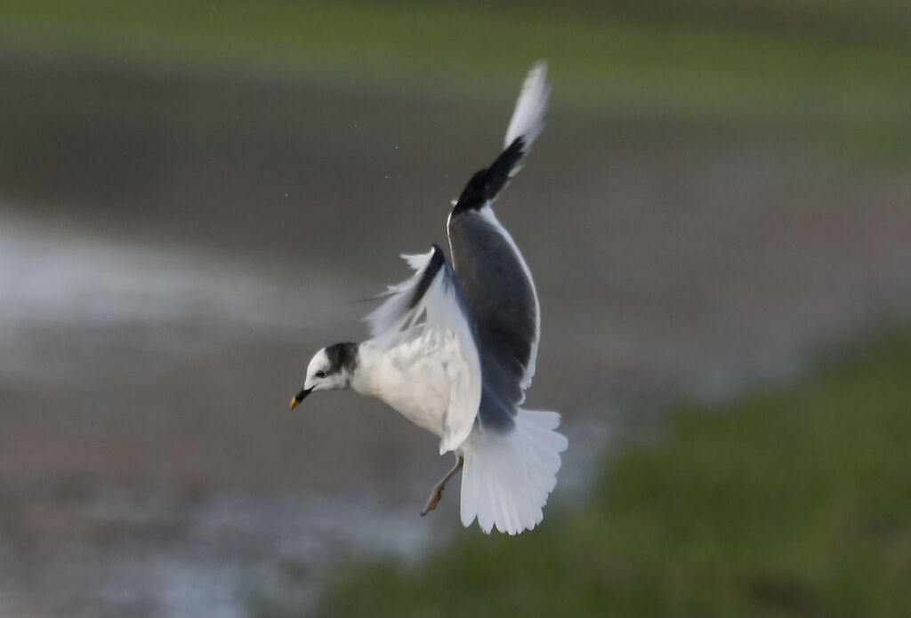 Sabine's Gulladult post breeding, Flight