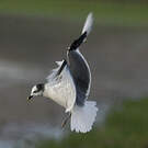 Mouette de Sabine