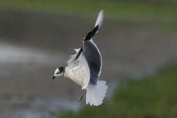 Mouette de Sabine