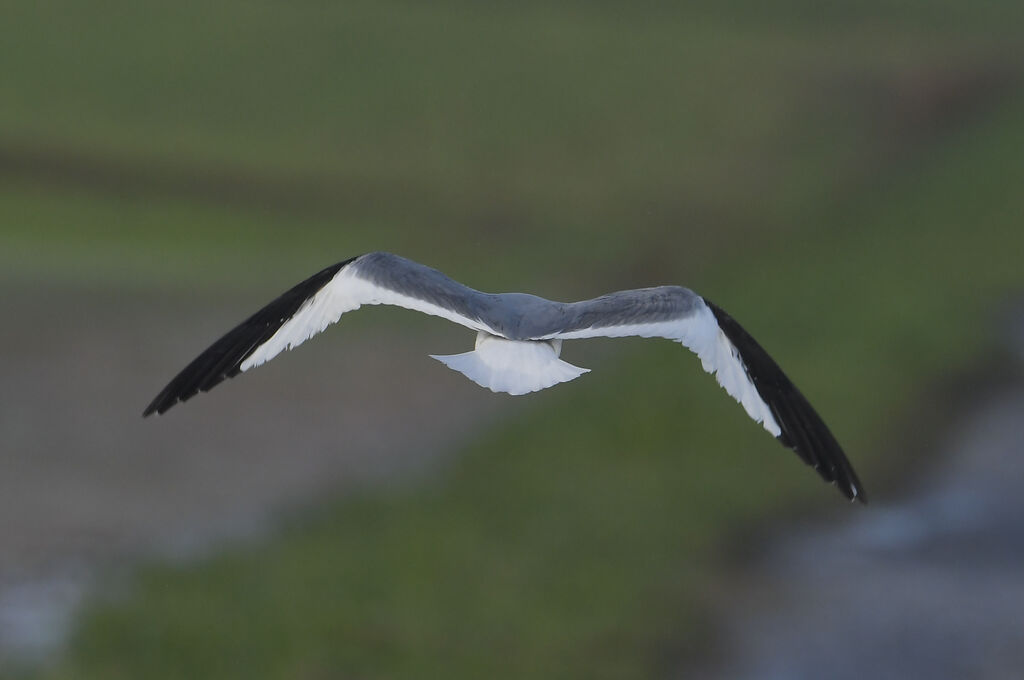 Sabine's Gulladult post breeding, pigmentation, Flight