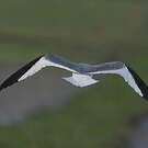 Mouette de Sabine