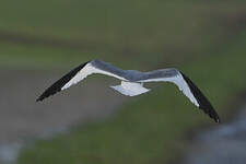 Mouette de Sabine