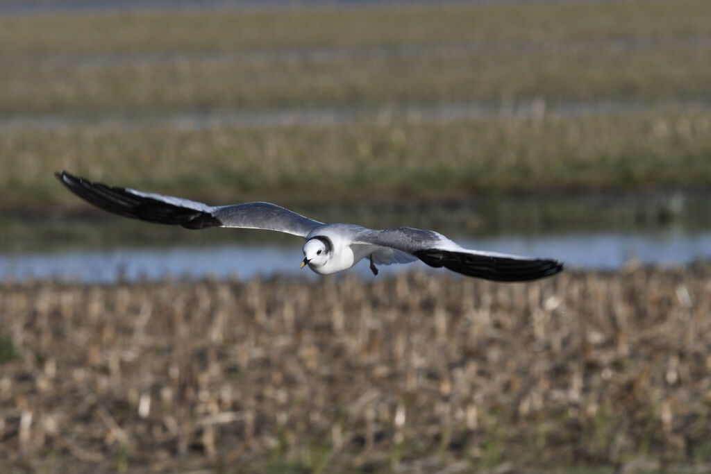 Sabine's Gulladult post breeding, Flight