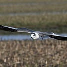 Mouette de Sabine