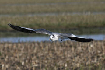 Mouette de Sabine