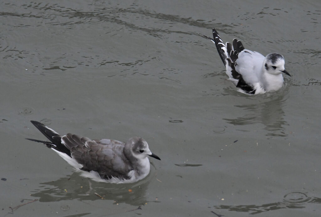 Sabine's GullFirst year, identification, pigmentation, swimming