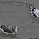 Mouette de Sabine