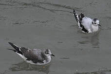 Mouette de Sabine