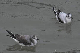 Sabine's Gull