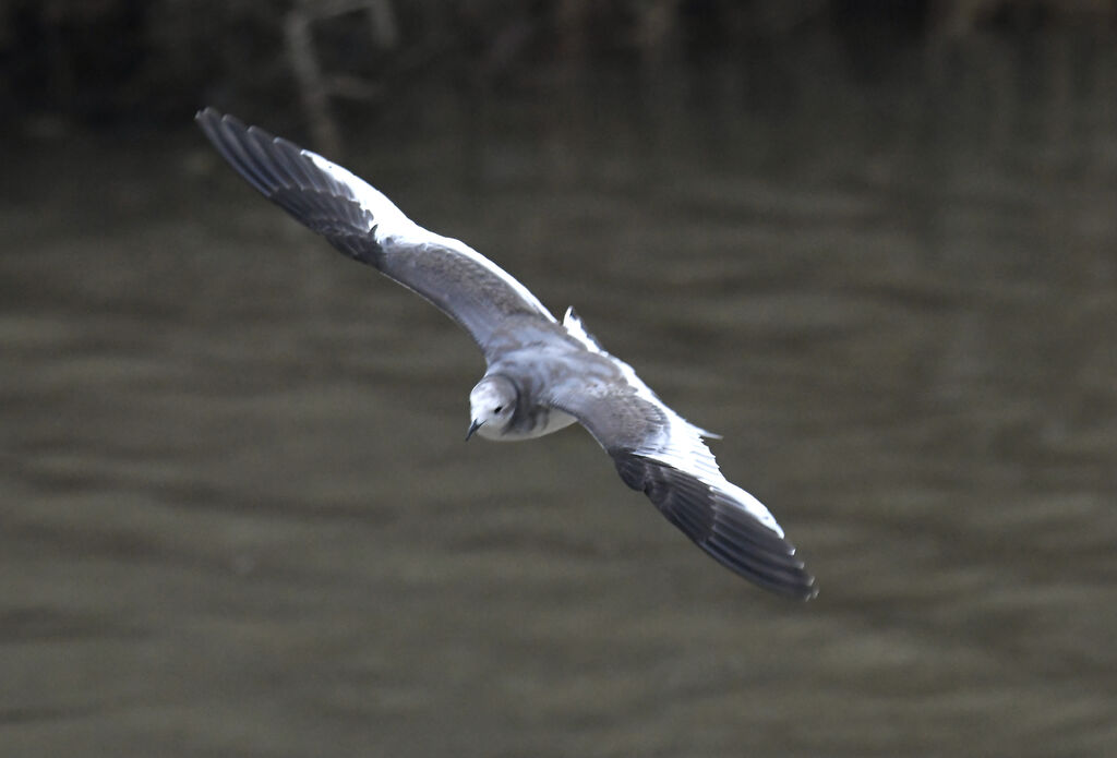 Mouette de Sabine1ère année, pigmentation, Vol