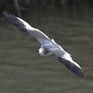 Mouette de Sabine