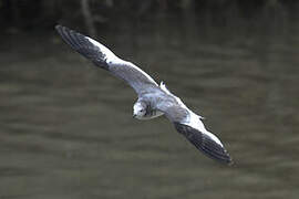 Mouette de Sabine