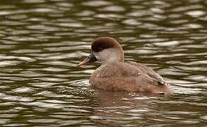 Red-crested Pochard